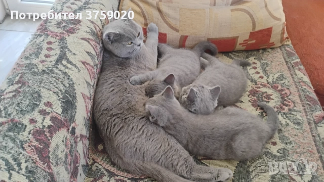 Британска късокосместа, снимка 7 - Британска късокосместа - 53825984