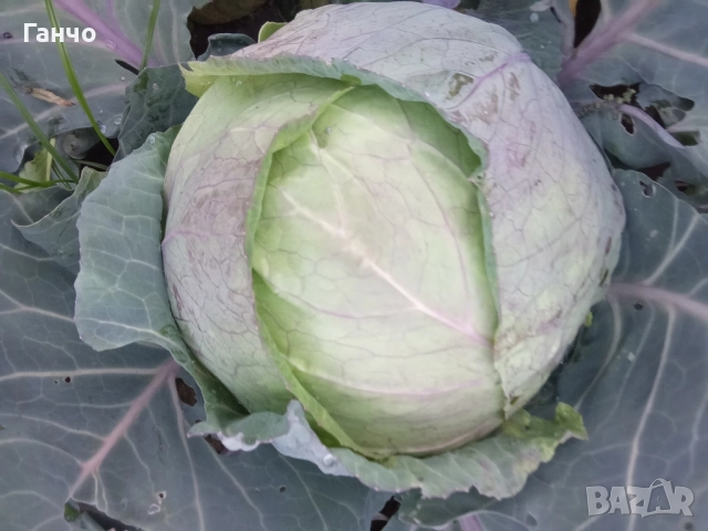 Зеле, КЬОСЕ,, снимка 2 - Домашни продукти - 52447290