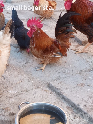 Декоративни Петлета ШАБО, снимка 2 - Кокошки и пуйки - 53004472