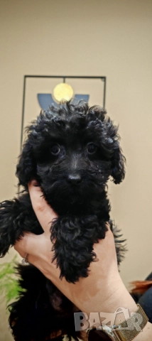 Пудел - мини, снимка 13 - Пудели - 52250133