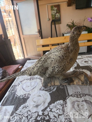 Препариран женски фазан, снимка 4 - други­ - 50559119