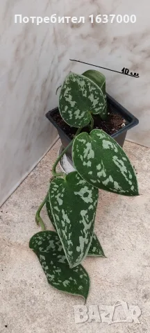 Сциндапсус Argyraeus 
