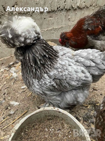 Струмски Стандарт