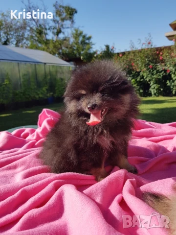 Померан померанчета свободни!, снимка 5 - Померан - 51318835
