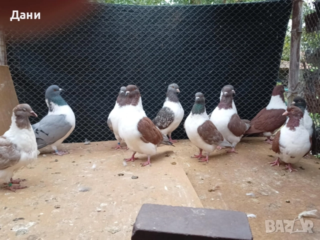 Продавам гълъби на изгодни цени, снимка 4 - За птици - 52657088