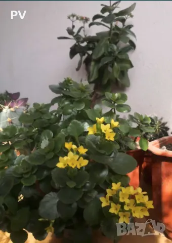 Кактуси и сукулентни, снимка 7 - Стайни растения - 48911588