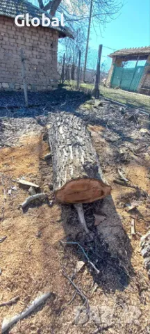 трупи от орех, снимка 1