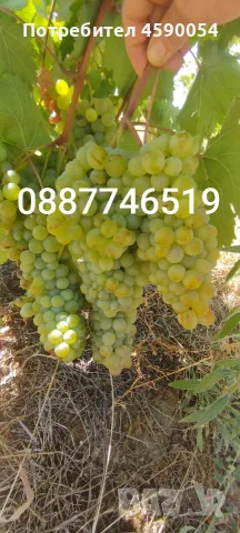 Каберне Совиньон, Ркацители и Мерло , снимка 5 - Хранителни добавки - 56475852