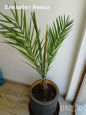 Финикова палма , снимка 3 - Градински цветя и растения - 40541782