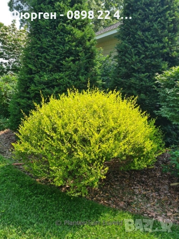 Жълта бреза джудже – Betula Golden Nana, снимка 6 - Разсади - 52714432