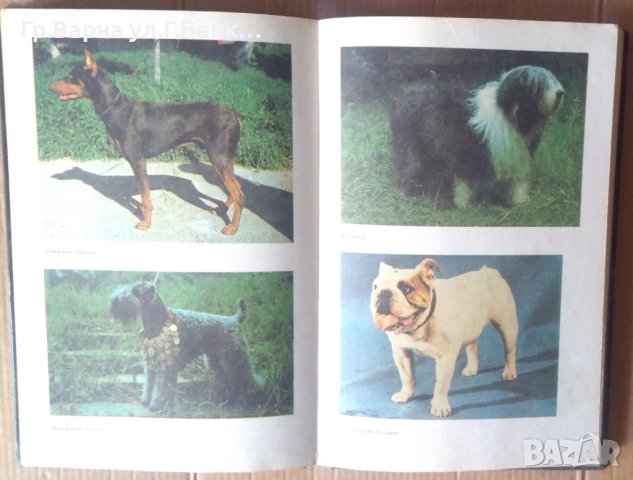 Декоративное собаководство  Р.А.Хасанова, снимка 2 - Специализирана литература - 42047722