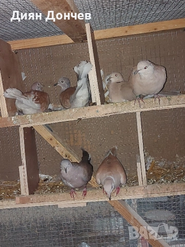 Продавам гугутки 