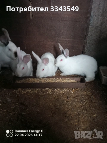 Малки зайчета на 2 месеца 