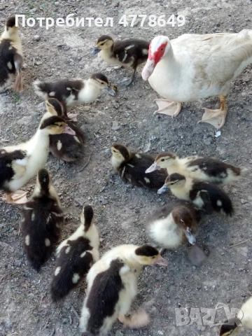 Яйца от патици и кокошки, снимка 3 - Кокошки и пуйки - 53988751