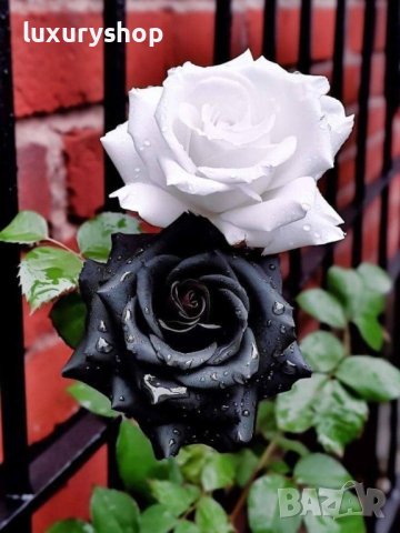 Корени готови за засаждане ” Черна Роза ”, " Нефрит ", " Дъгова " внос Холандия, сертифицирани, снимка 4 - Градински цветя и растения - 42235626