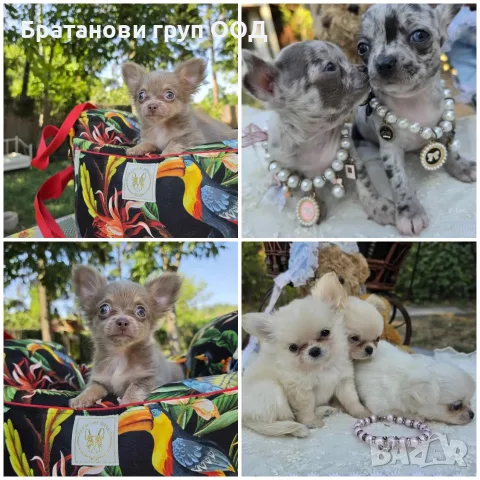 Чихуахуа кученца