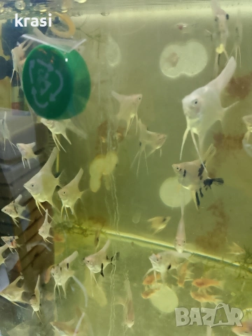 Декоративни рибки, скаларий. , снимка 7 - Рибки - 54359555
