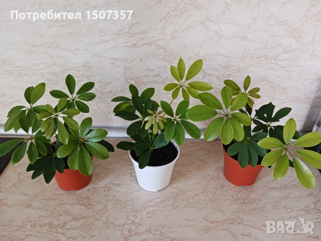 Шефлера - стайно растение / цвете