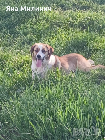 Малка госпожица търси своето семейство , снимка 5 - Други - 53589932