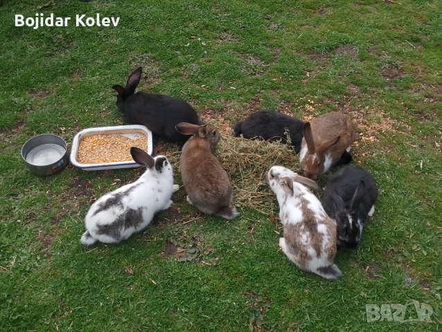 Продавам млади зайци, снимка 3 - Други - 54009377