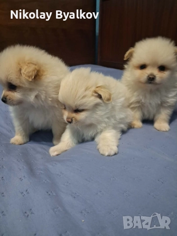 продавам малки кученца 2 момчета и 1 момиче Шпиц померан , снимка 4 - Ветеринари и услуги - 52885712