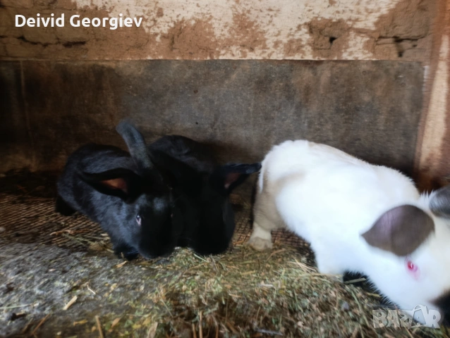 Зайци 4 месечни, снимка 4 - Декоративни зайчета - 54125355