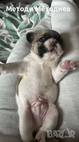 Френски булдог, снимка 3 - Френски булдог - 52945292