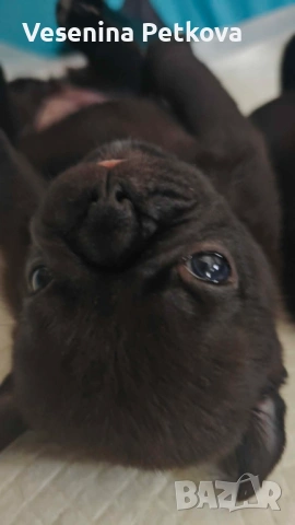 Бебе мопсчета (с ваксини и чипове), снимка 4 - Мопс - 54359816