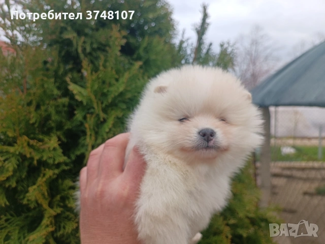 Померан / Померани , снимка 4 - Померан - 54029381