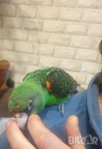 Продавам Жардина (Конгоански папагал), снимка 7 - Папагали - 44779416