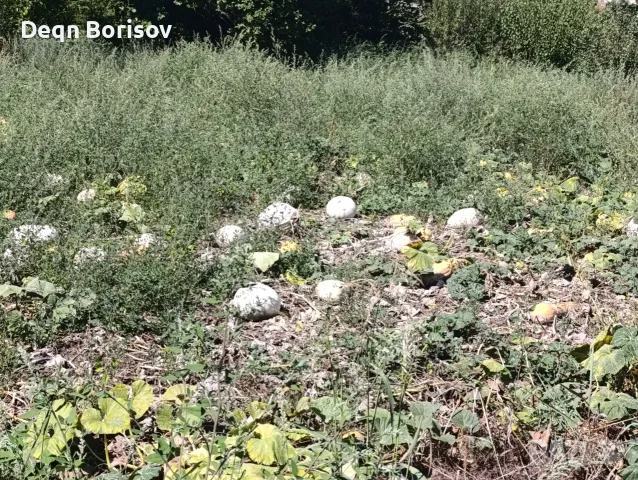 Тикви бели и цигулка , снимка 4 - Домашни продукти - 55632921