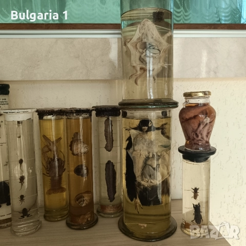 Консервирани Препарирани влечуги животни и морски обитатели в стъкленица, снимка 12 - Други - 52479835