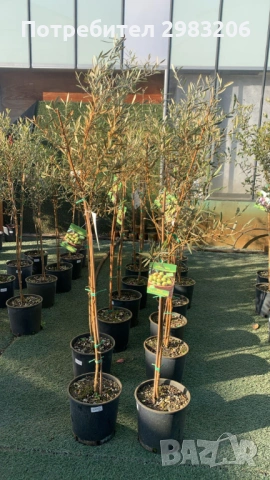 Продавам маслинови дръвчета и овощни дръвчета, снимка 4 - Градински цветя и растения - 53890668