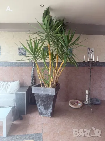 Растение ЮКА, кактус, алое вера, палма , снимка 2 - Стайни растения - 50024218