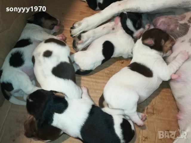 ДЖАК РЪСЕЛ 250ЛВ ЗА КУТРЕ 2008251933