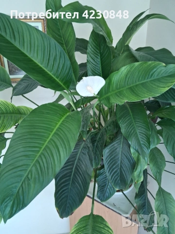 Спатифилум, снимка 2 - Градински цветя и растения - 54229795
