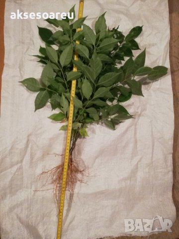 Продавам фиданки от медоносното дърво на пчеларя Еводия Даниели разсад дръвчета Еводиа медонос изклю, снимка 18 - Разсади - 37673992