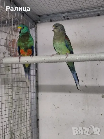 Пойни папагали🦜, снимка 3 - Папагали - 56343836