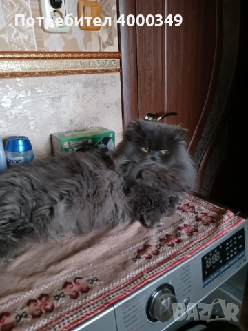 Подарявам мъжки персиец, снимка 3 - Персийска - 52976362