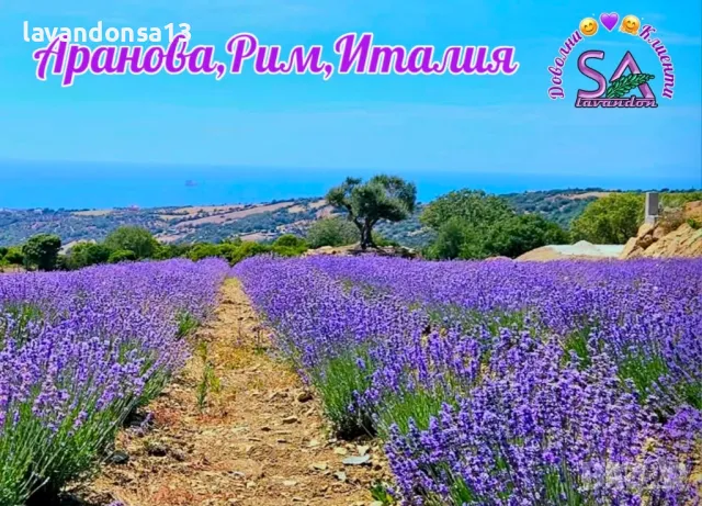 Лавандула Севтополис-разсад,туфички,саксии…, снимка 13 - Градински цветя и растения - 42641155