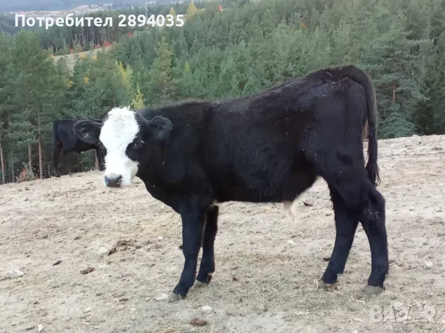 телета от 1 месец до 2 години, снимка 3 - Крави - 56436993
