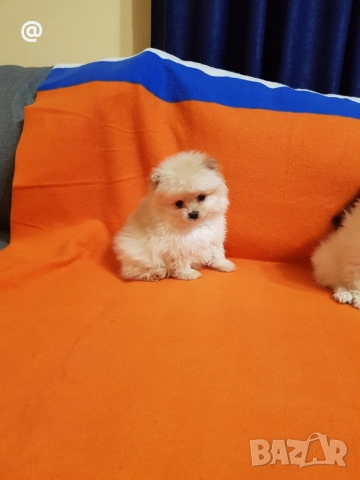 Померан померанчета снимки от днес 03.01.2026г, снимка 8 - Померан - 52967127