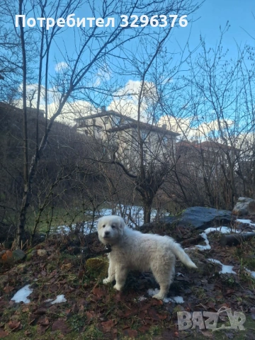 Каракачанско кученце