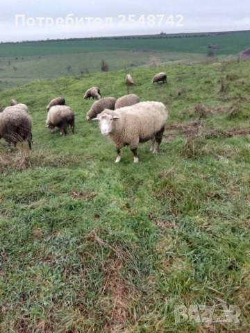 Коч Ил дьо франс 