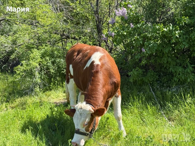 Млада заплодена крава, снимка 4 - Крави - 54328965