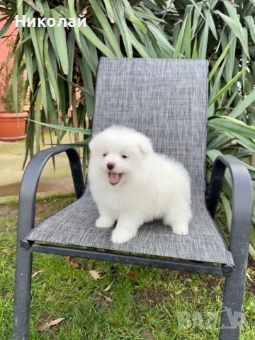 Померан момче със втора ваксина. Померанче