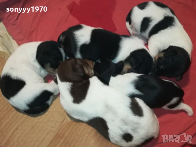 БЕБЕТА ДЖАК РЪСЕЛ 2309251834, снимка 2 - Джак ръсел териер - 51811325