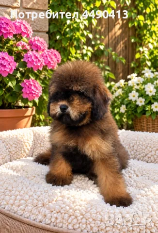 Кавапу Cavapoo F1b