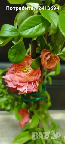 японска дюля "Cameo"