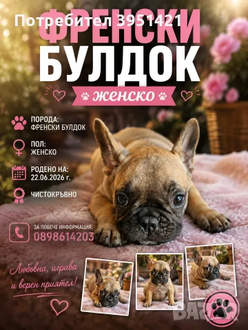 ФРЕНСКИ БУЛДОГ- 2 Ваксини / , снимка 4 - Други - 55904461
